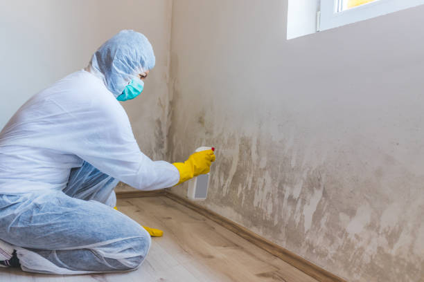 Licensed Basement Mold Remediation service in Barton, MD - 24 Hour Mold Removal