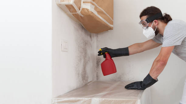 Professional Basement Mold Remediation technician working in Barton, MD