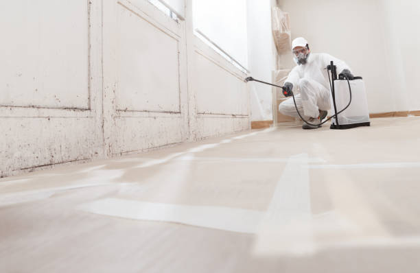 24/7 Emergency Basement Mold Remediation experts in Barton, MD