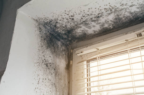 Affordable Basement Mold Remediation solutions in Barton, MD