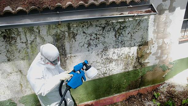 Top rated local Basement Mold Remediation specialists in Barton, MD